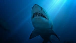 United Sharks of America — foto 4