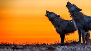 Kingdom of the White Wolf — foto 3