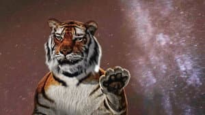One or Several Tigers — foto 1