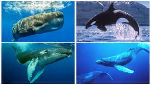 Whales: An Unforgettable Journey — foto 2