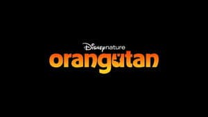 Orangutan — foto 2