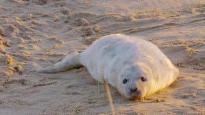 The Wonderful World of Baby Animals — foto 1