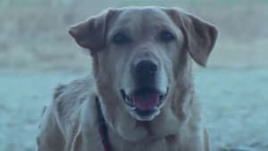Misión 08: ¡El perro, corre!