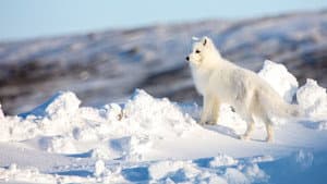 Incredible Animal Journeys — foto 4