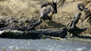 Krokodile - das wahre Leben der Urzeitechsen — foto 1