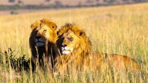 Brotherhood of Lions — foto 4