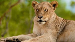 Predator Bloodlines — foto 2