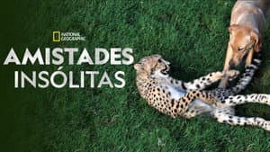 Unlikely Animal Friends — foto 6