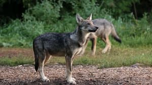 Kriimsilm, karuott ja rebane. Märkmeid metsast — foto 1