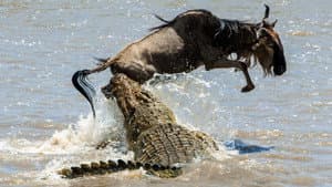 Predator v Prey — foto 9