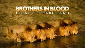Brothers in Blood: The Lions of Sabi Sand — foto 4