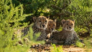 Cheetah Family & Me — foto 1