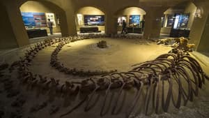 Egypt's Secret Valley of the Whales — foto 2