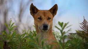 Dogs in the Wild: Meet the Family — foto 3