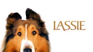Lassie — foto 5