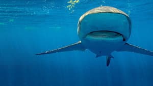 Sky Sharks — foto 7
