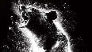 Oso intoxicado — foto 1