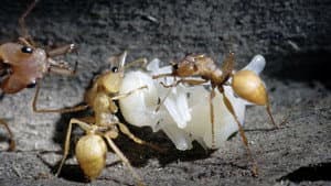 La Forêt des fourmis — foto 1