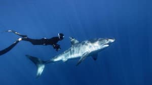 Great White Shark — foto 1