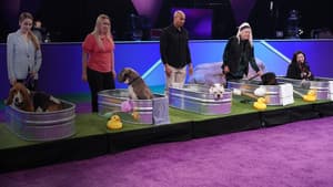 2022 American Rescue Dog Show — foto 7