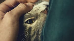 Kater — foto 8