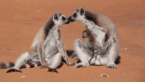 Isla de Lemurs — foto 2