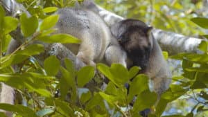 Tree Kangaroos: Ghosts of the Forest — foto 5
