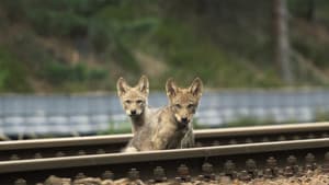 Wolf — foto 12