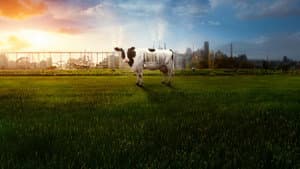 Food, Inc. 2 — foto 5