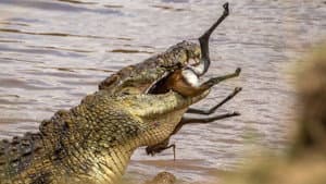 Predator v Prey — foto 10
