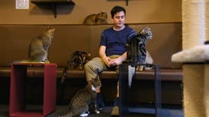 Cat Nation — foto 2