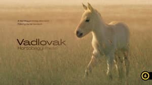 Vadlovak - Hortobágyi mese — foto 2