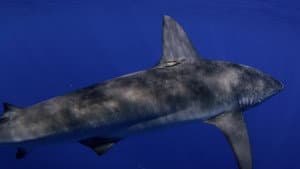 Shark Dive — foto 3