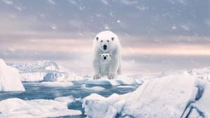Osa Polar — foto 1