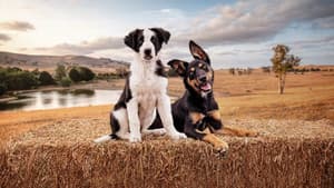 Muster Dogs — foto 7