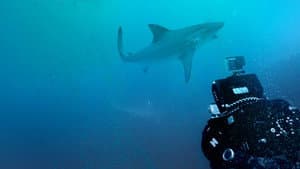 Bull Shark Bandits — foto 10
