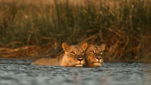 Birth of a Pride — foto 3