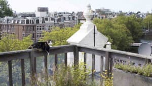 Gatos: Una oda al amor gatuno — foto 2