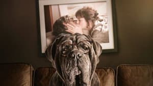 Mon chien stupide — foto 1