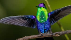 Untamed Costa Rica with Filipe DeAndrade — foto 9