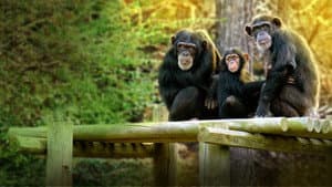 Meet the Chimps — foto 3