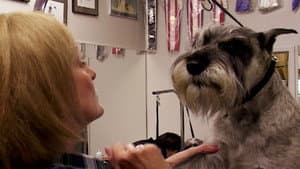 Going to the Dogs — foto 1