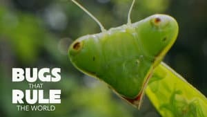 Bugs That Rule the World — foto 1