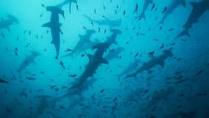 Migrations: The Big Swim — foto 1