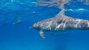 Sharks Vs. Dolphins: Face Off — foto 1