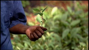 Taking Root: The Vision of Wangari Maathai — foto 2