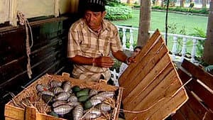Episodio 339