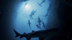 Shark Kingdom — foto 1