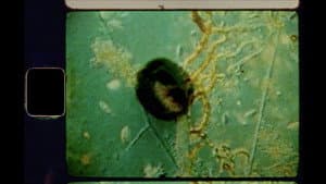 Seeds — foto 1