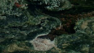Damp Moss — foto 1